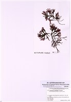 藏品(波形凹頂藻)的圖片